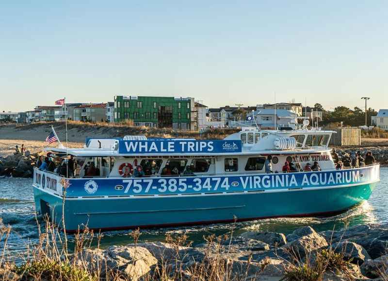 Dolphin and Whale-Watching Tour