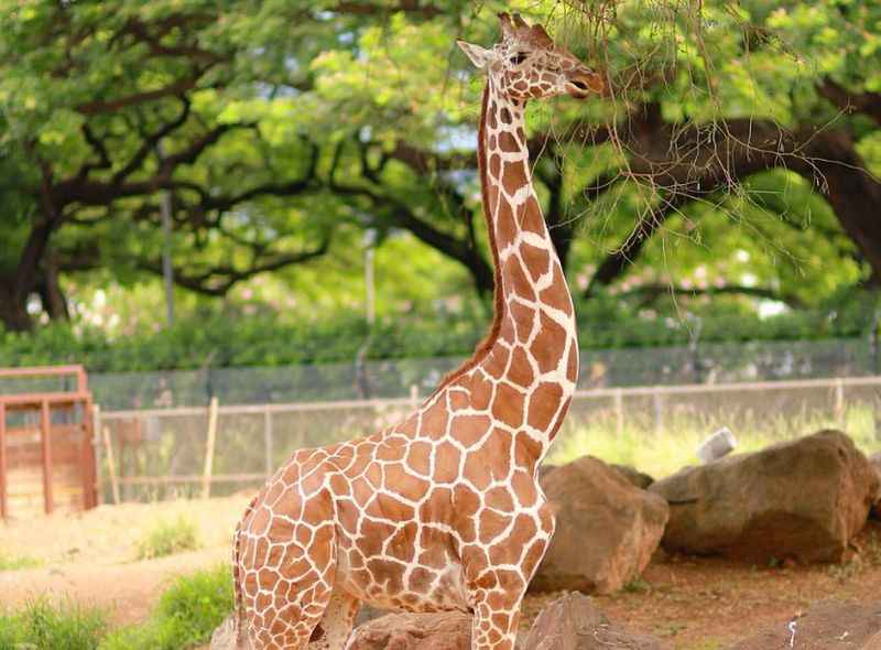 Honolulu Zoo