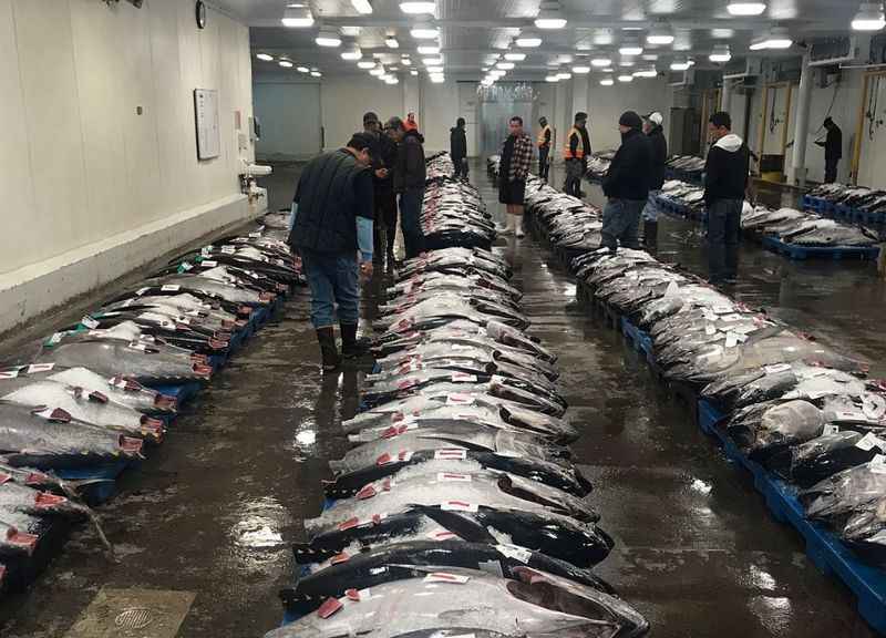 Honolulu Fish Auction