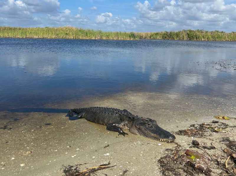  Loxahatchee National Wildlife Refuge