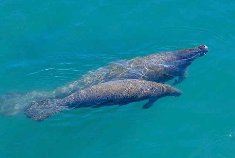 Gentle Giants at Manatee Lagoon