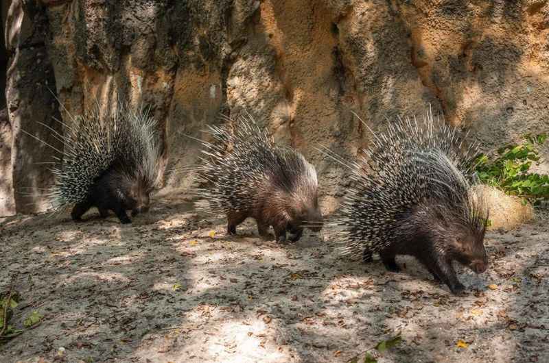 Palm Beach Zoo & Conservation Society