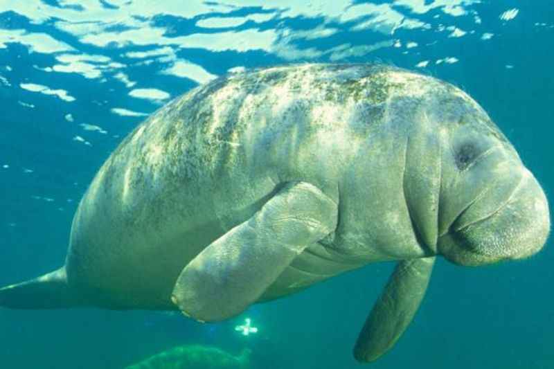 Manatees at Manatee Lagoon