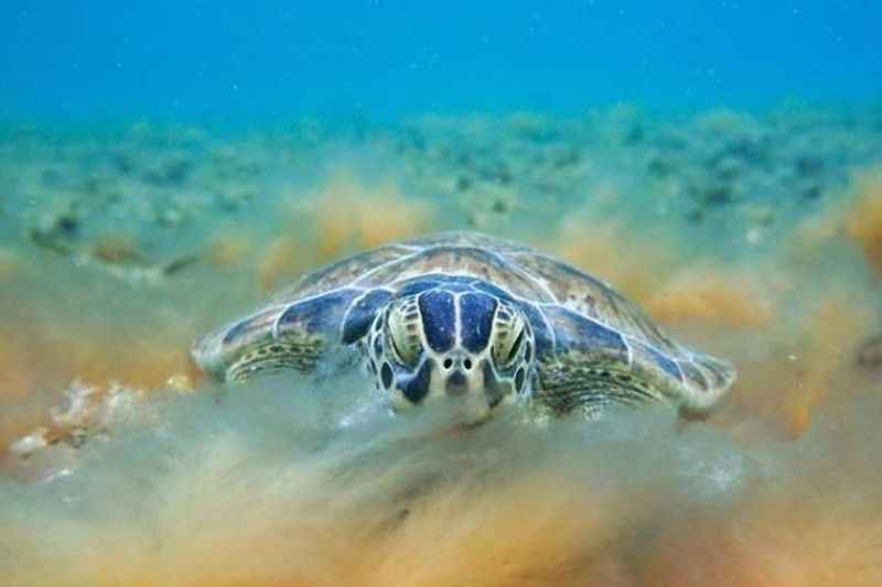 Sea Turtles