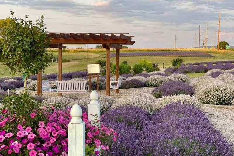 Life Lavender & Cherry Farm