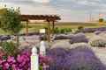 Life Lavender &#x26; Cherry Farm