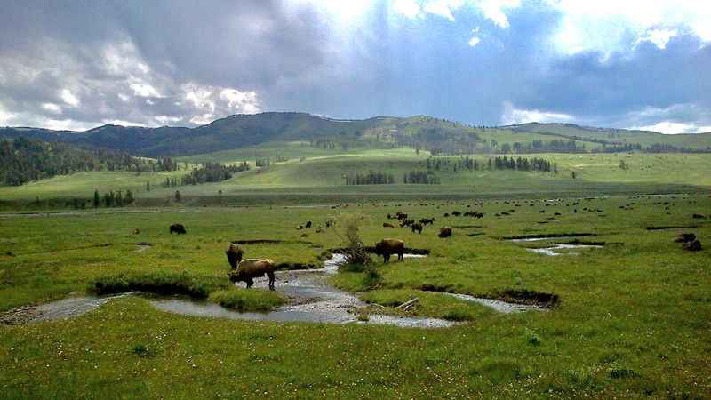 Lamar Valley