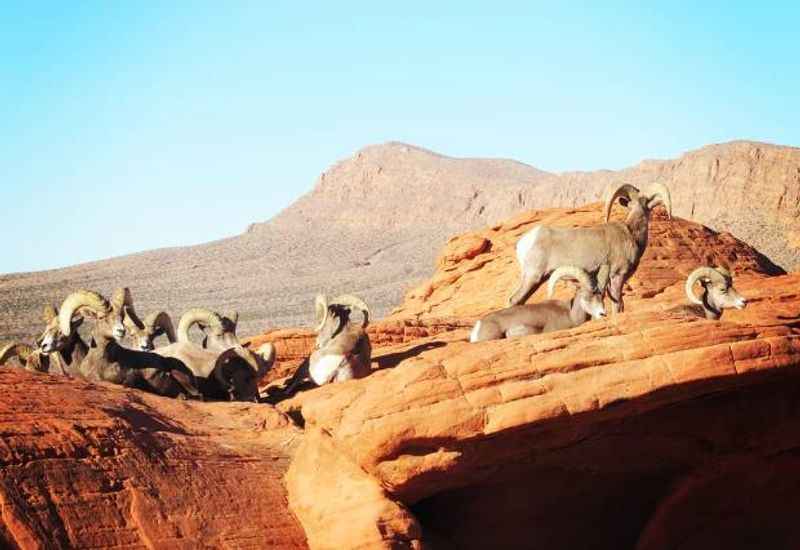 Bighorn sheep at Canyon Overlook