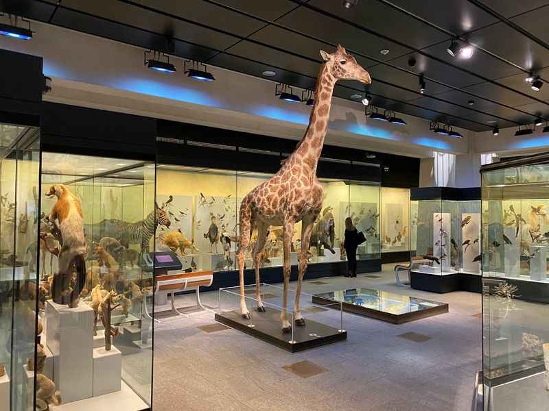 Zoological Museum of Zurich