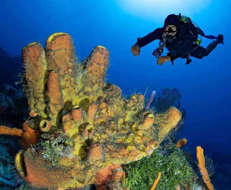 Cozumel Reefs