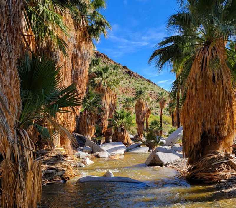 Palm Canyon