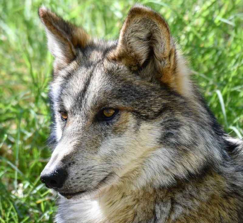 Mexican Wolf at Living Desert Zoo