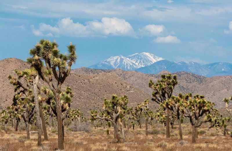 Joshua Tree National Park