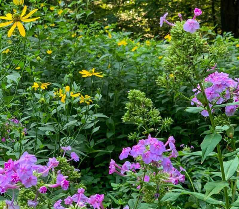 Weyanoke Bird and Wildflower Sanctuary