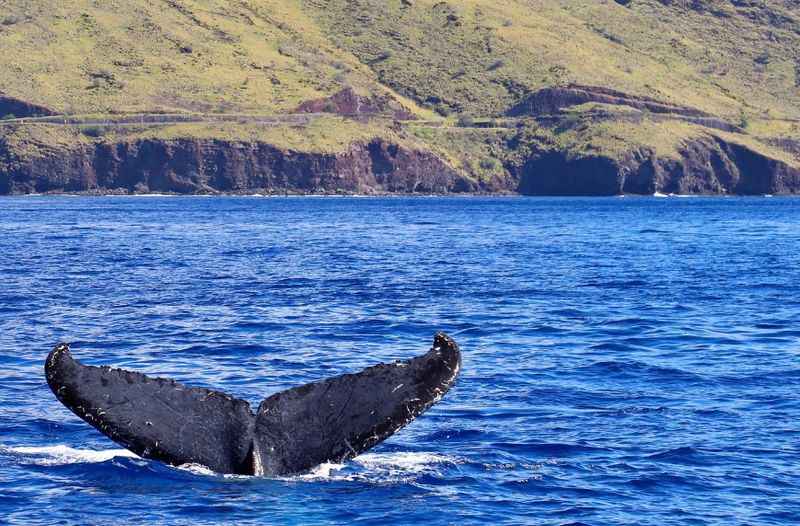 Humpback Whales Watching 