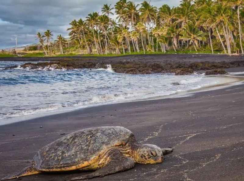  Sea Turtles on the Punalu'u Black Sand Beach