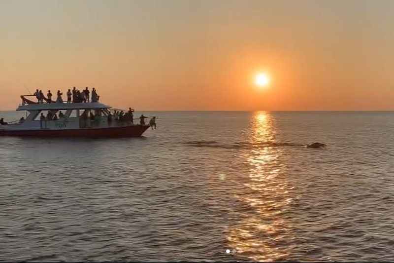 Dolphin Sunset Cruise
