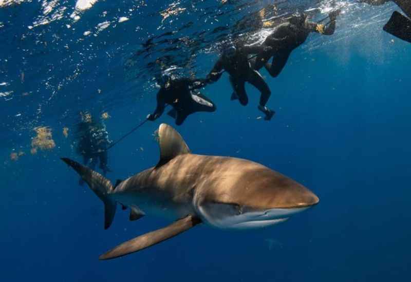 Whale Sharks in Cancun