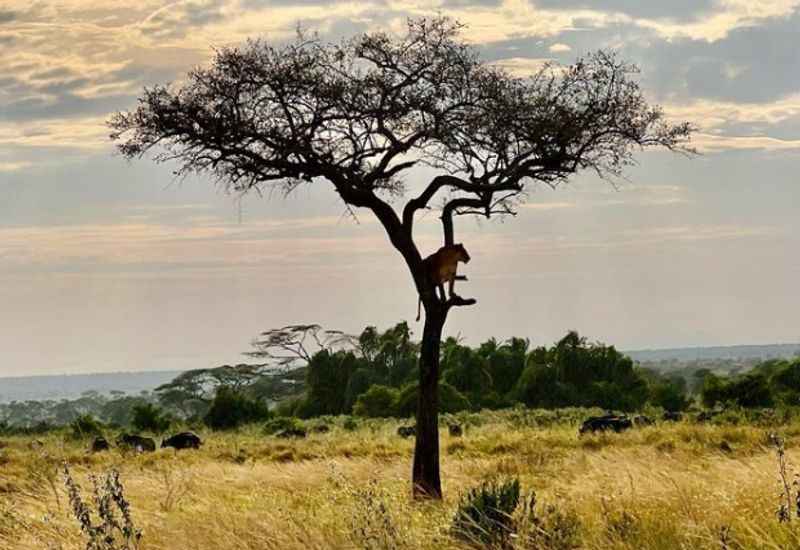 African Safari in Tanzania