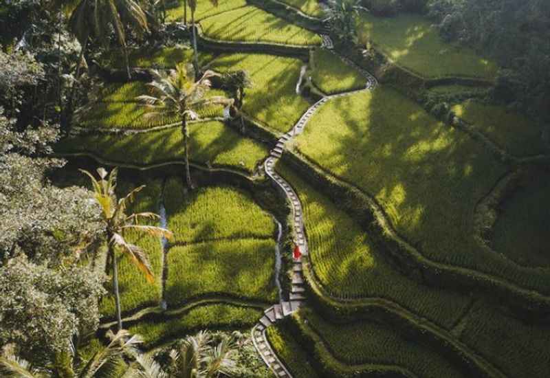 Indonesia's Tegalalang Rice Terraces