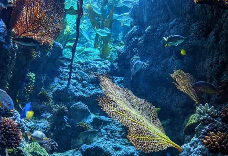  The Great Barrier Reef