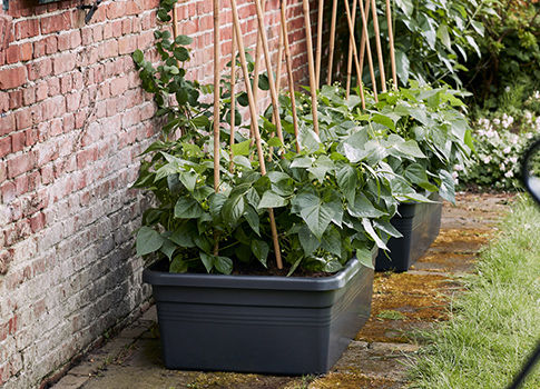 Carrés potagers bas en plastique avec des plantes