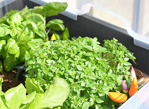 Basilic planté dans un carré potager