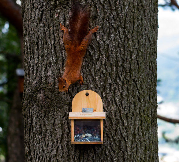 MIXUMON Mangeoire à écureuils En Bois Durable Avec Structure Solide