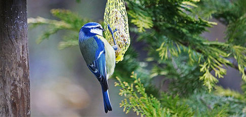 Mésange bleue mangeant une boule de graisse dans un filet