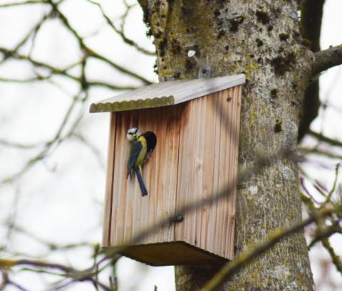 Mésange bleue posée sur un nichoir