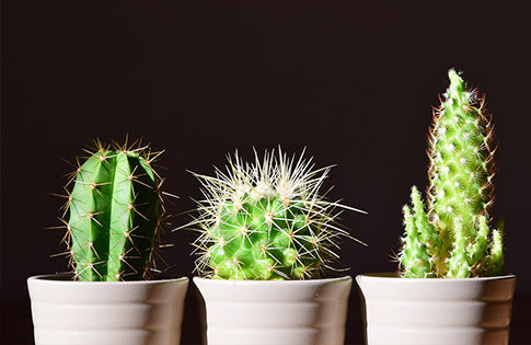 Faux cactus en pot