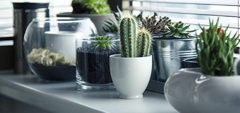 Alignement de faux cactus en pot au bord d'une fenêtre