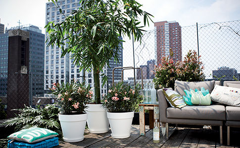 Terrasse avec des plantes en pot de différentes tailles