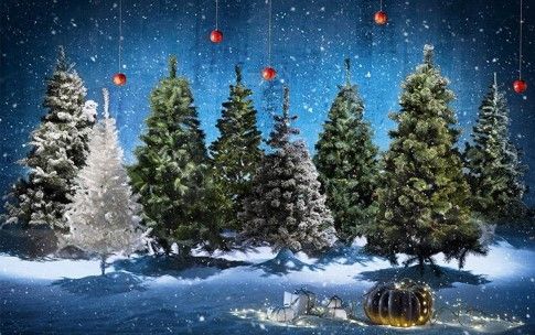Alignements de plusieurs modèles de sapins de Noël artificiels