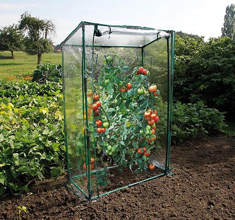 Serre en plastique abritant des tomates