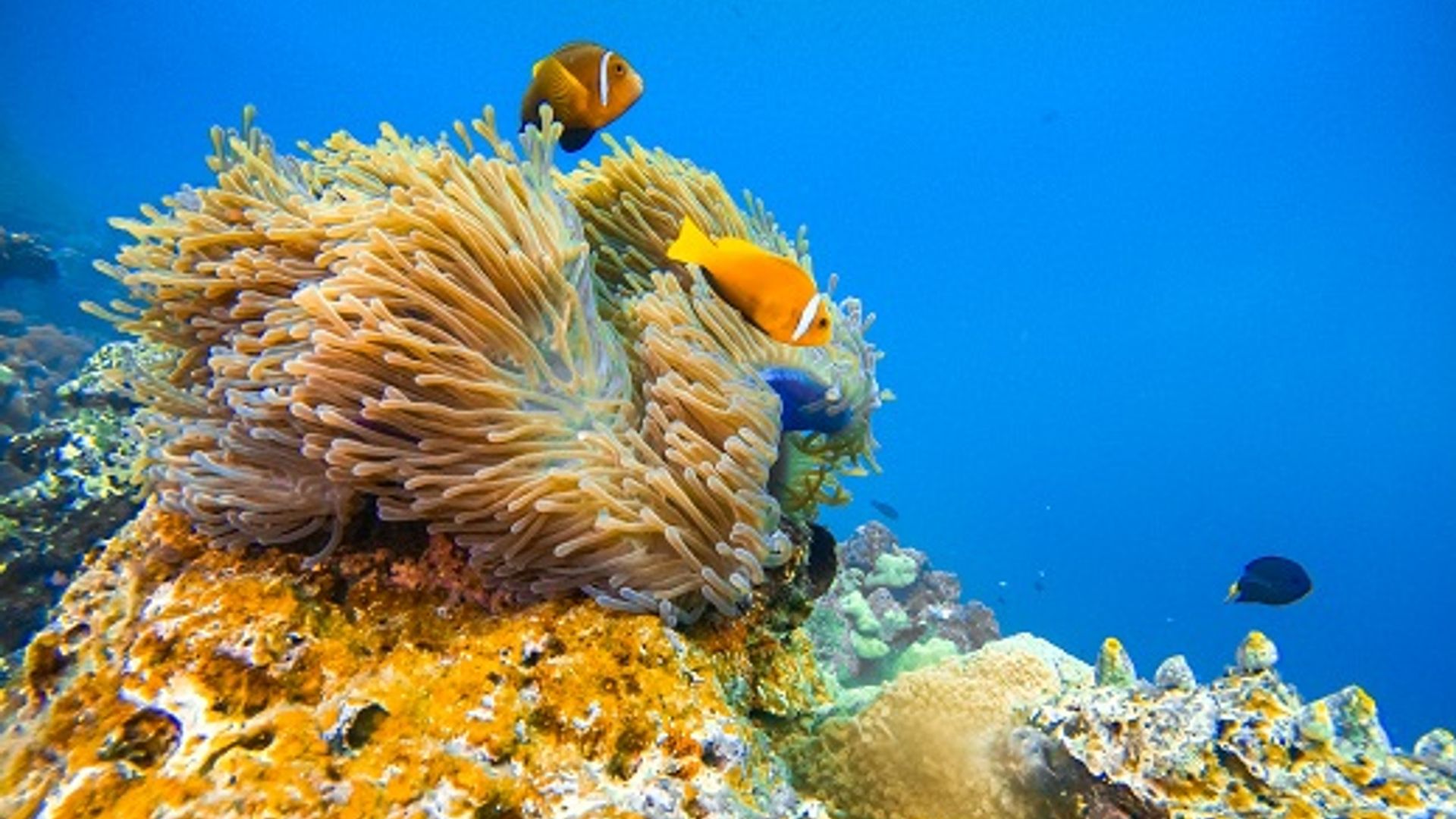 Coral Garden