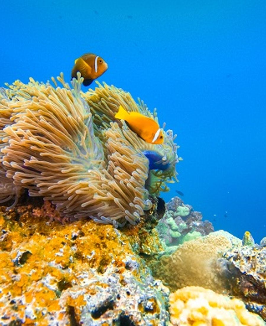 Coral Garden