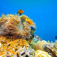 Coral Garden