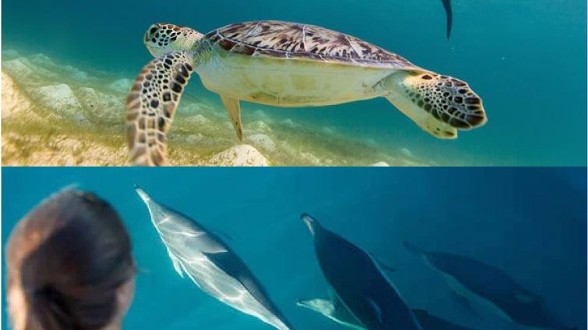 Beneath The Blue (dolphin & turtle Snorkeling)