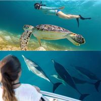 Beneath The Blue (dolphin & turtle Snorkeling)