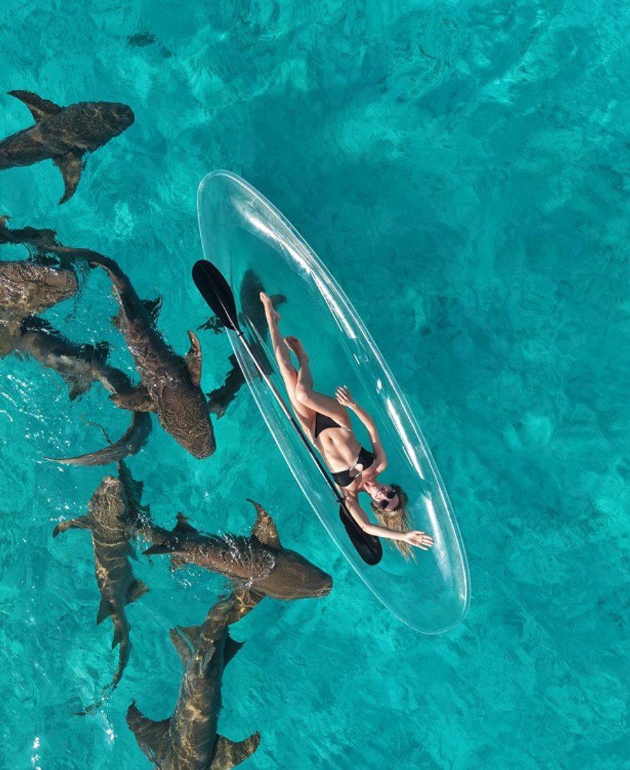 Drone moment with sharks