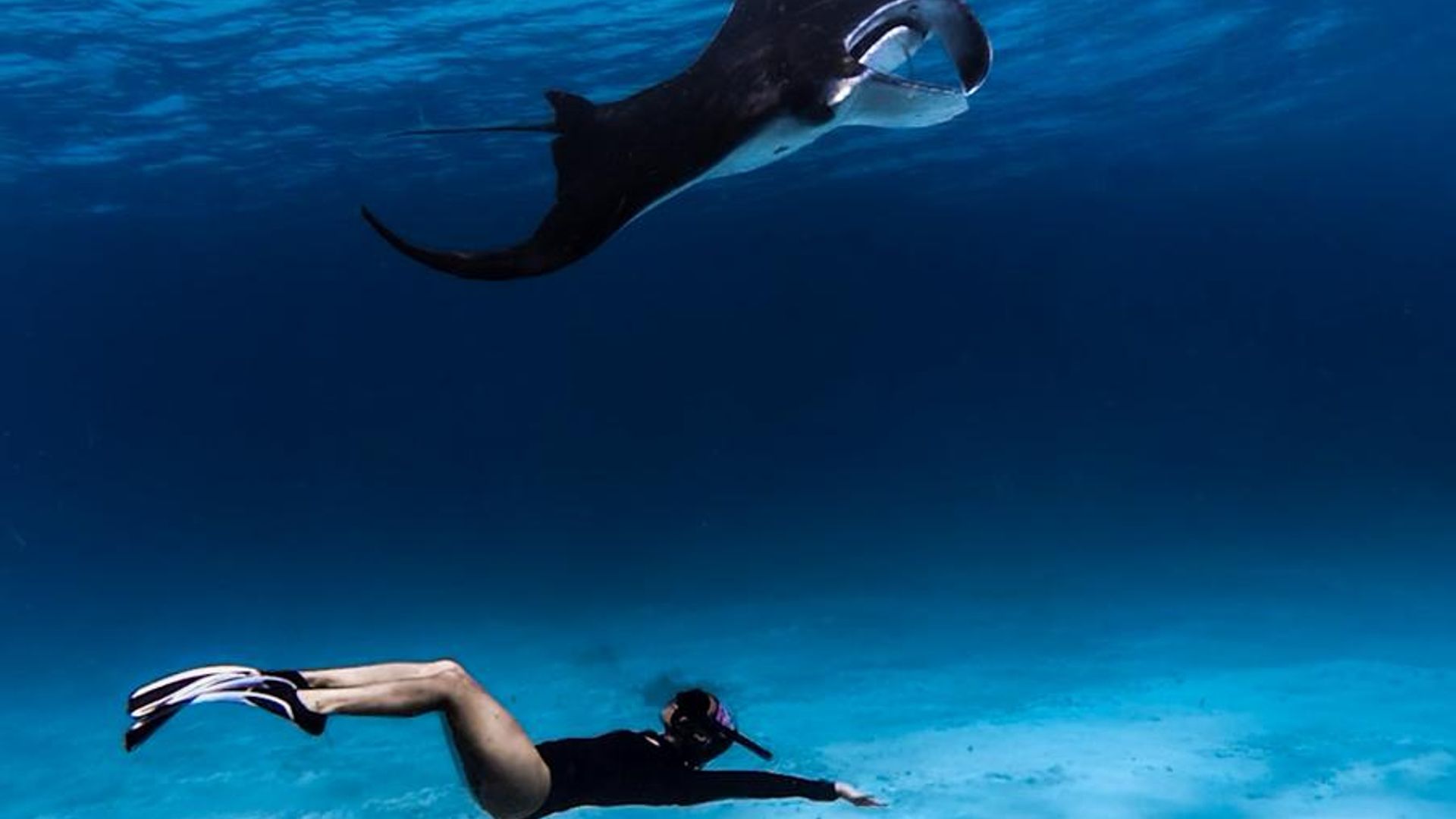 Manta Snorkeling