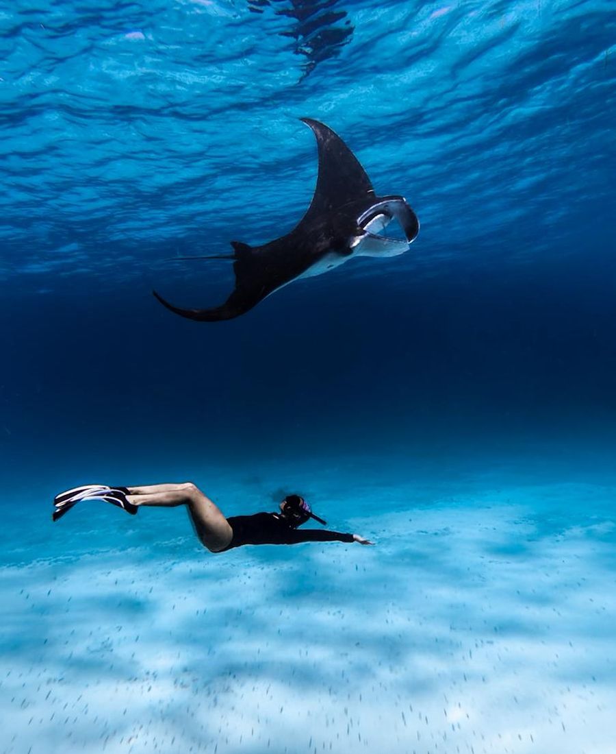 Manta Snorkeling