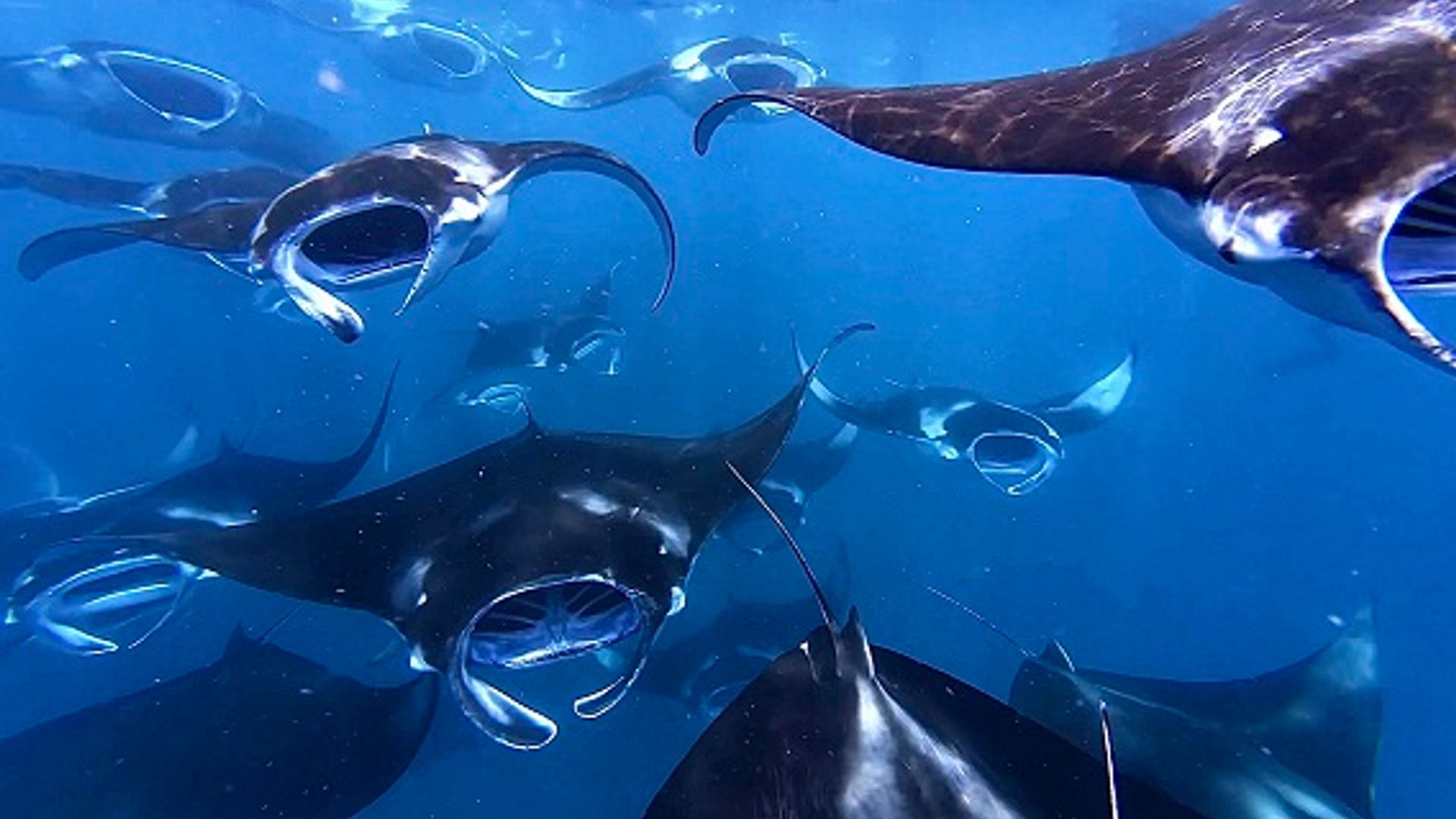 Hanifaru Bay Manta Experience