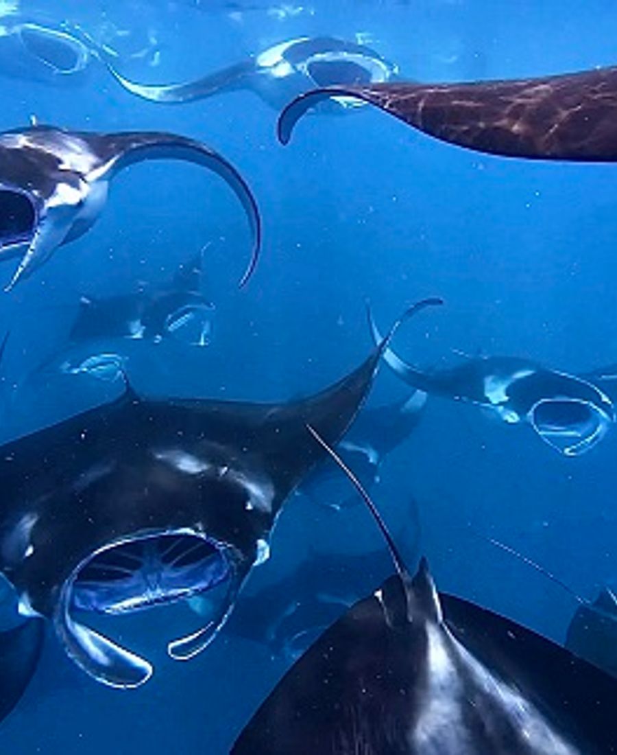 Hanifaru Bay Manta Experience