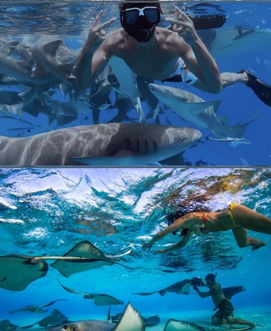Nurse Shark & Stingray Snorkeling