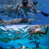 Nurse Shark & Stingray Snorkeling