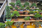 Travel photos from Week 7: Nov 7 - Nov 13: Shrines, Sushi and Sleepless Nights thumbnail 8