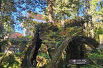 Travel photos from Week 9: Nov 21 - Nov 27: Budhism, Dumplings, and a Distinct Culture thumbnail 15