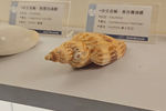 Travel photos from Week 9: Nov 21 - Nov 27: Budhism, Dumplings, and a Distinct Culture thumbnail 8
